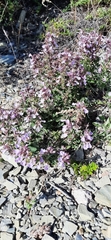 Teucrium chamaedrys nuchense