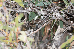 Pseudonaja inframacula