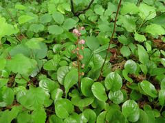 Pyrola asarifolia incarnata