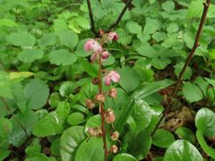 Pyrola asarifolia incarnata
