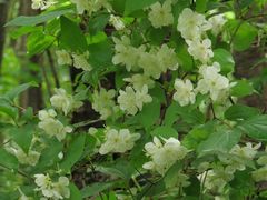 Philadelphus tenuifolius
