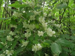 Philadelphus tenuifolius