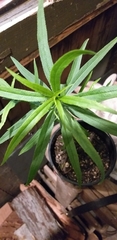 Myoporum bateae