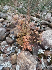 Pterophylla racemosa