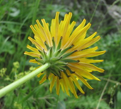 Taraxacum confusum