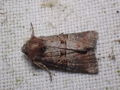 Mesoligia literosa