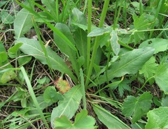 Taraxacum confusum