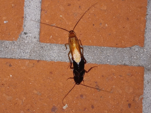 Turkestan cockroach