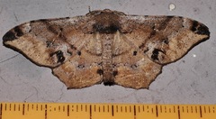 Hyposidra incomptaria