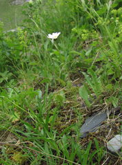 Anthemis cretica iberica