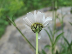 Anthemis cretica iberica