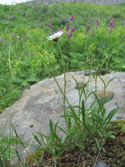 Anthemis cretica iberica