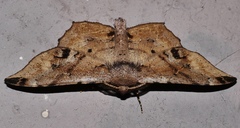 Hyposidra incomptaria