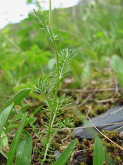 Anthemis cretica iberica