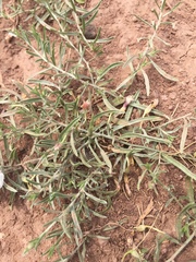 Convolvulus ammannii