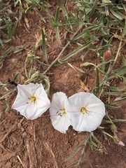 Convolvulus ammannii