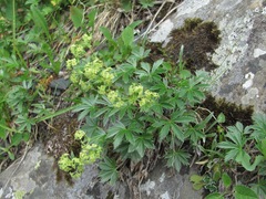 Alchemilla sericea