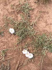 Convolvulus ammannii