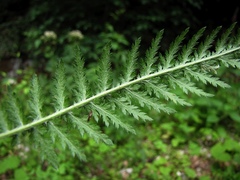 Achillea distans
