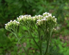 Achillea distans