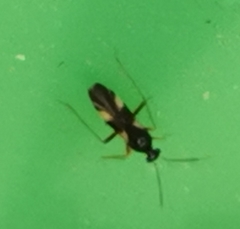 Globiceps flavomaculatus