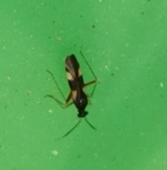 Globiceps flavomaculatus