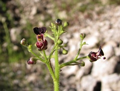 Scrophularia juratensis