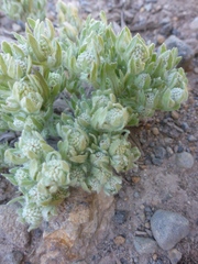 Psilocarphus elatior