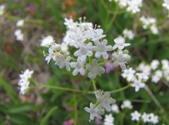 Valeriana saxatilis