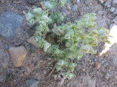 Psilocarphus elatior