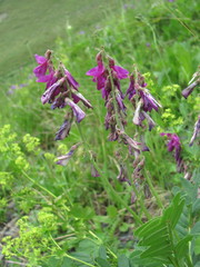 Hedysarum caucasicum