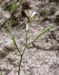 Arabis pumila