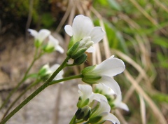 Arabis pumila