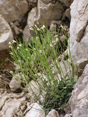 Arabis pumila