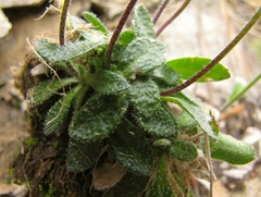 Arabis pumila