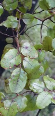 Nothofagus × apiculata