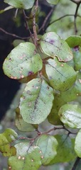 Nothofagus × apiculata