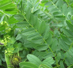 Hedysarum caucasicum