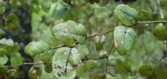 Nothofagus × apiculata