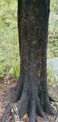 Nothofagus × apiculata