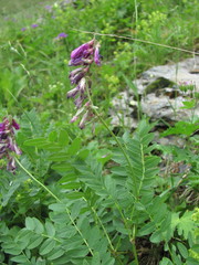 Hedysarum caucasicum