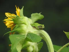 Hyla japonica