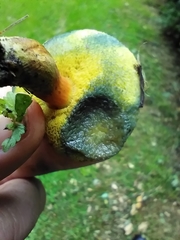 Boletus sensibilis