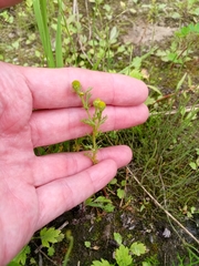 Matricaria discoidea