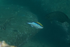 Chromis nitida