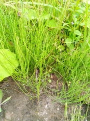 Equisetum arvense