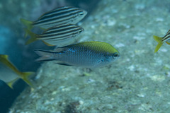 Chromis nitida