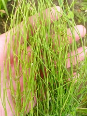 Equisetum arvense