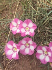 Convolvulus chinensis