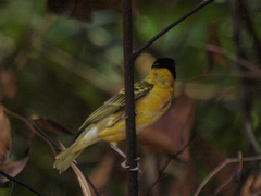 Ploceus cucullatus nigriceps